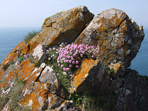 Clifftop crag with thrift