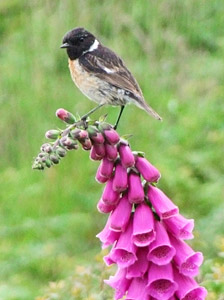 Stonechat on spike of foxglove flowers
